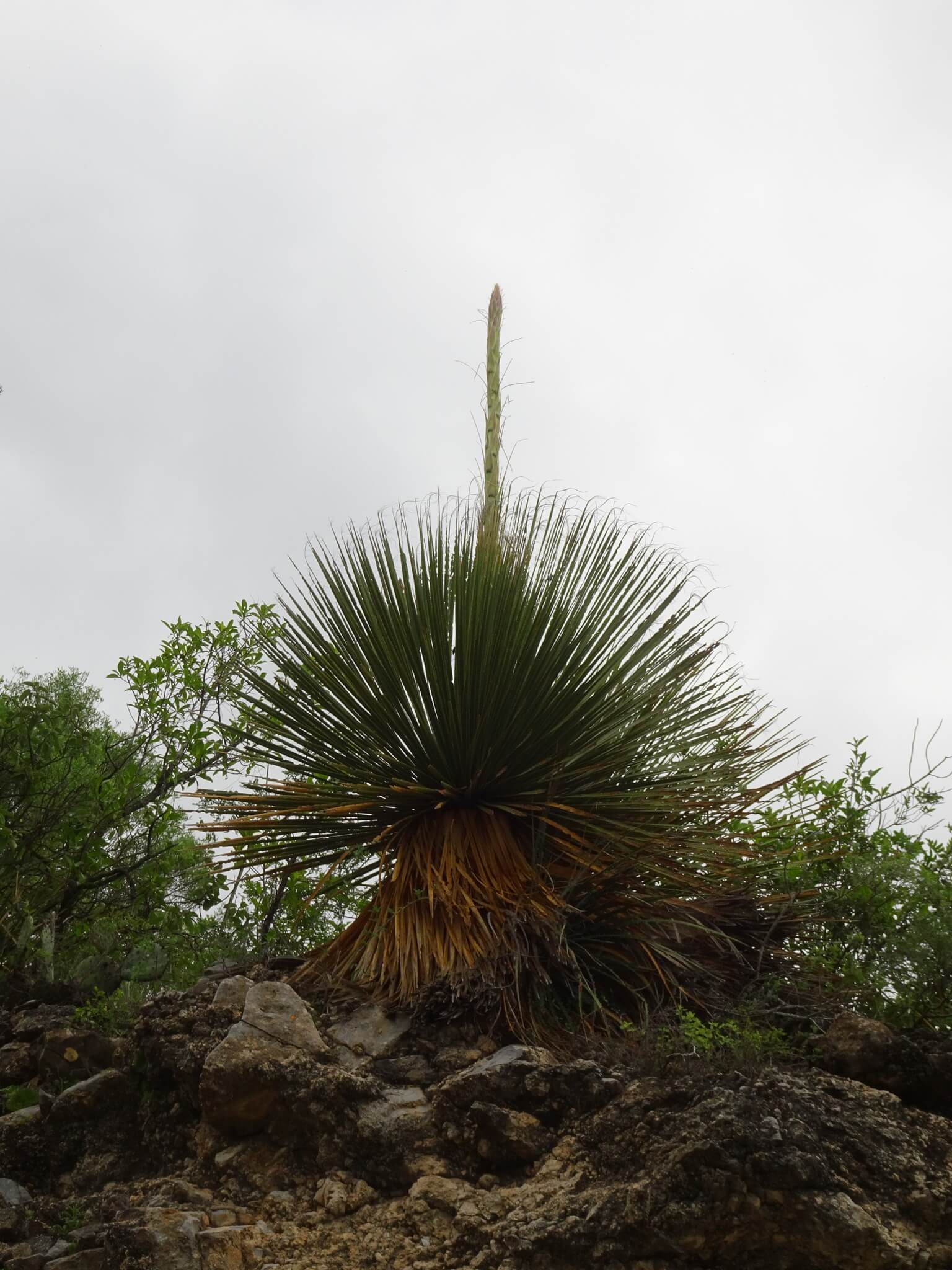 Dasylirion miquihuanense